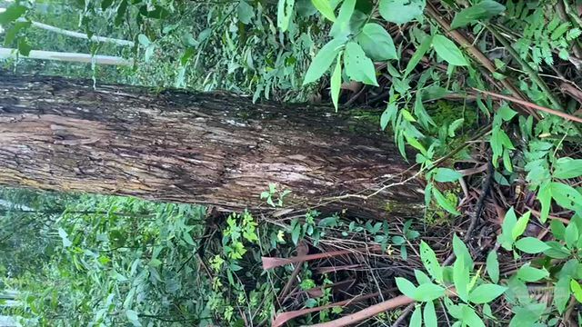 Imagem Plantação de Eucalipto à Venda