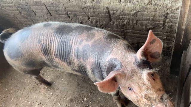 Imagem Reprodutor Suíno com genética Pietran