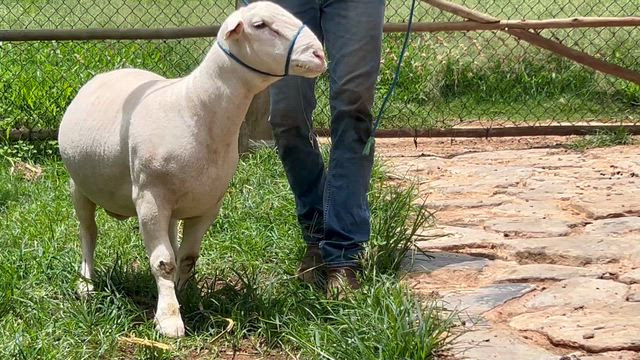 Imagem Reprodutores Dorper e White Dorper