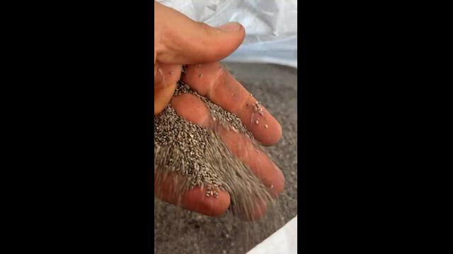 Imagem Sementes de Chia Selecionadas