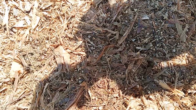 Imagem Silagem de Milho de Alta Qualidade