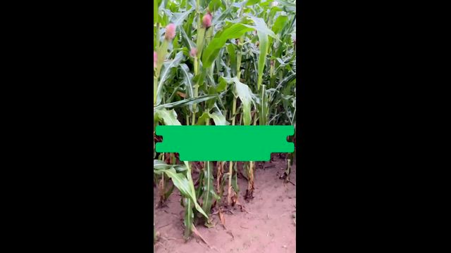 Imagem SILAGEM DE MILHO