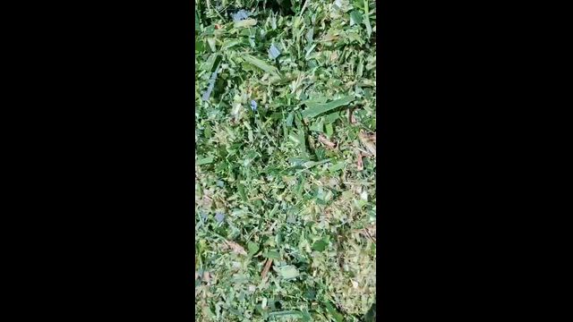 Imagem Silagem ensacada