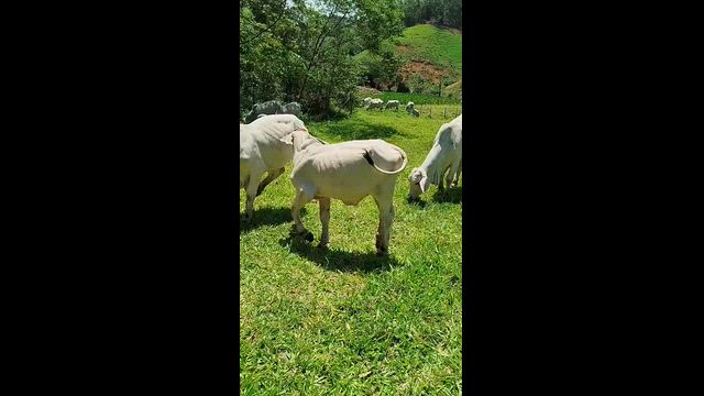 Imagem Tourinho Brahman