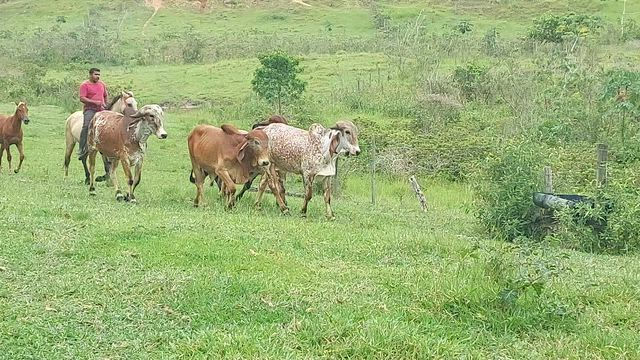 Imagem Tourinhos Gir Leiteiro P.O