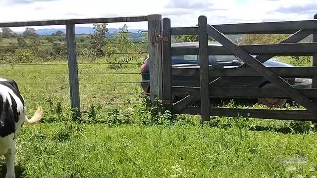 Imagem Vacas e Novilhas