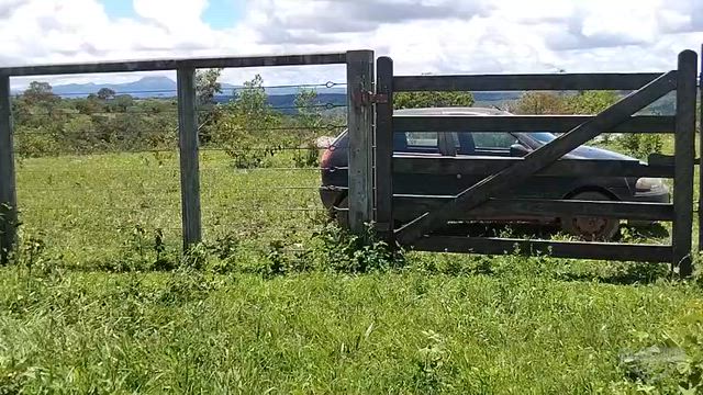 Imagem Vacas e Novilhas