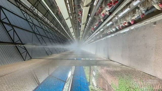 Imagem Venda e Instalação de Climatização para Produção Animal.