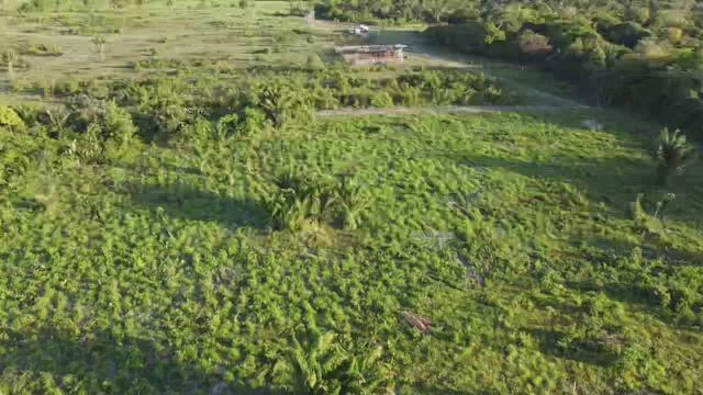 Imagem VENDE-SE FAZENDA - SÃO MIGUEL DO GUAMÁ / PA