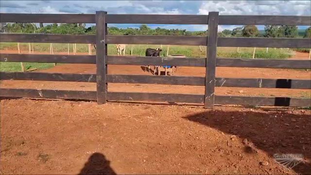 Imagem Lote de 21 Novilhas Nelore +/- 18 Meses Peso: região de Uberlândia MG