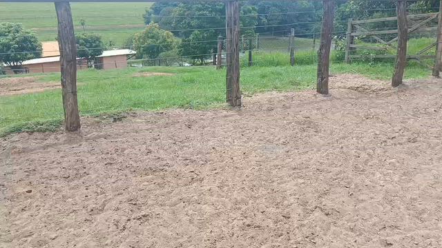 Imagem Lote de  40 novilhas 2 a 3 anos  Região de Poloni SP