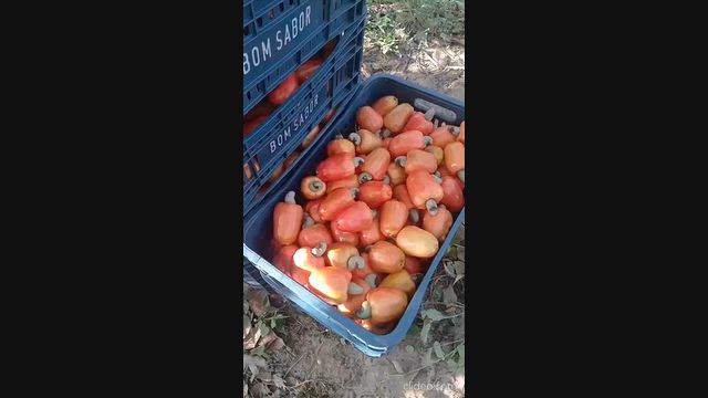 Imagem Caju de Mesa Precoce Produção Própria | Venda no Atacado para CEASA e Distribuidores