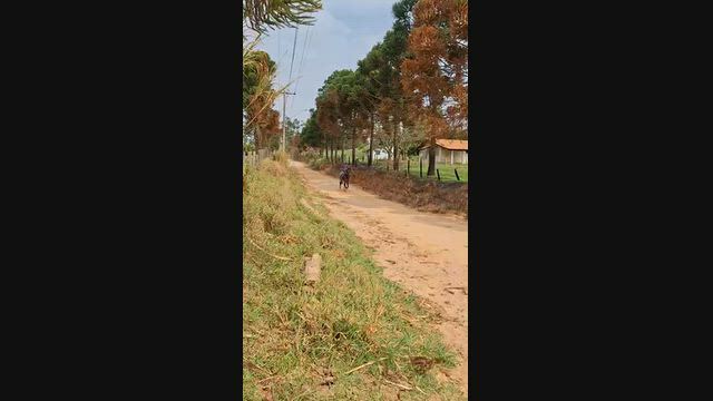Imagem Cavalo Castanho Mangalarga