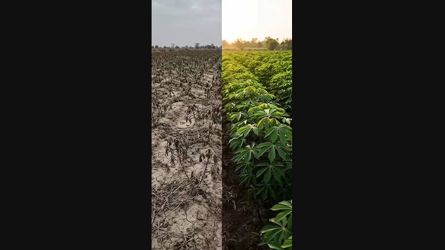 Imagem Consultoria Agronômica com Análise de Solo – Calagem e Adubação