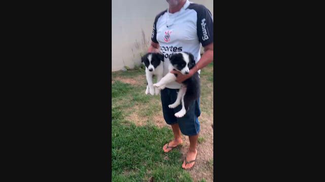 Imagem FILHOTE BORDER COLLIE COM PEDIGREE
