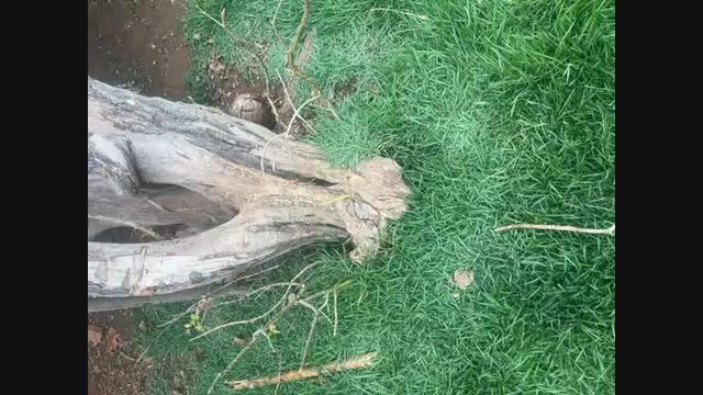 Imagem Jabuticabeira – Árvore Frutífera
