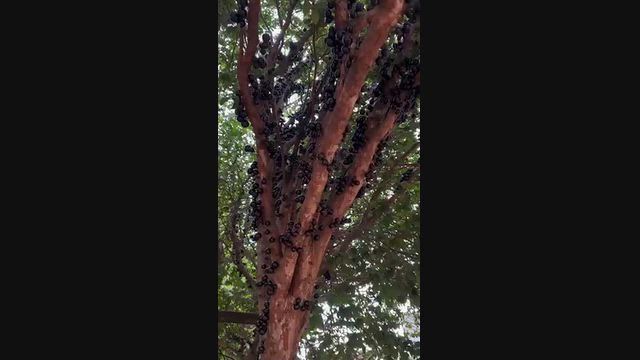 Vídeo JABUTICABEIRA ADULTA