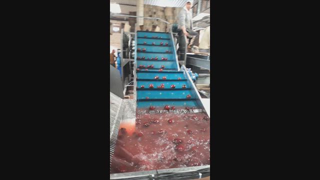 Imagem Lavador e polidor de beterraba