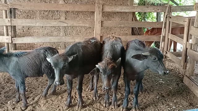 Vídeo Leilão Virtual Agro QB