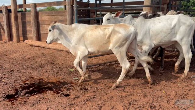 Imagem Lote 32 Bezerros – 8 a 9 Meses – R$ 3.200 – Poloni/SP