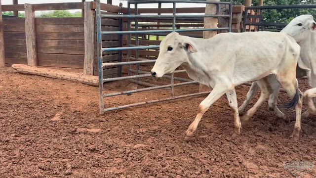 Imagem Lote 52 Novilhas – 15 a 18 Meses – Poloni/SP