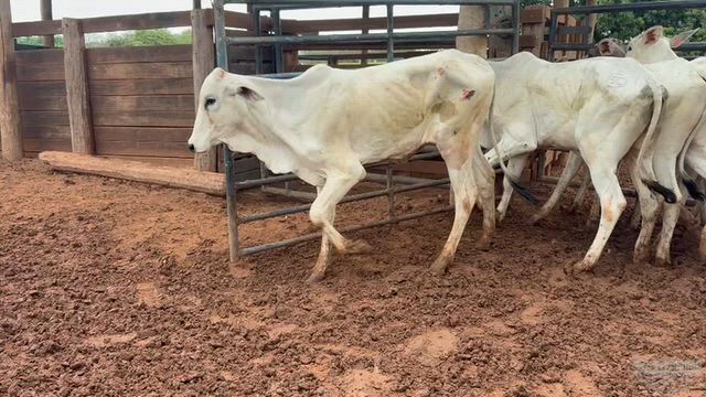 Imagem Lote 93 Novilhas – 15 a 18 Meses – Poloni/SP