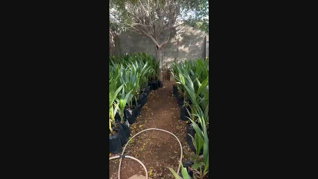 Vídeo Mudas de COCO ANÃO