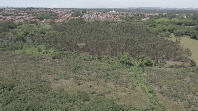 Imagem Plantação de Eucalipto