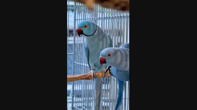 Imagem Ring neck e calopsitas