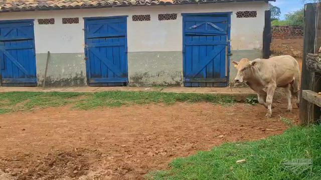 Imagem Touros Canchim Rústicos