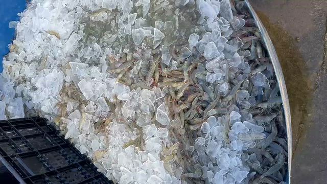 Imagem Venda de Camarão Cinza Fresco Direto do Viveiro (1 a 5t) - Transporte Terrestre