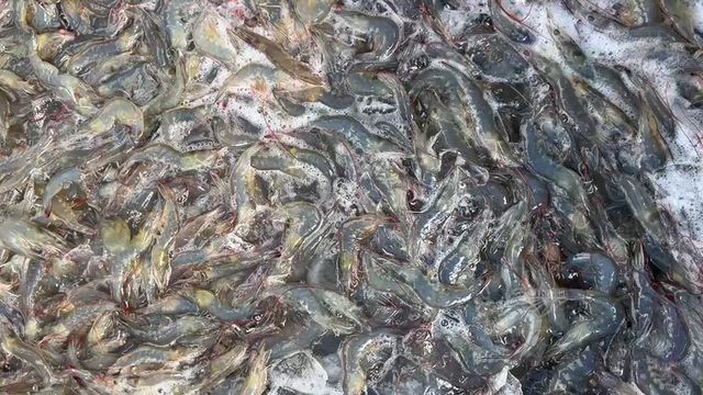 Imagem Venda de Camarão Cinza Fresco Direto do Viveiro (1 a 5t) - Transporte Terrestre
