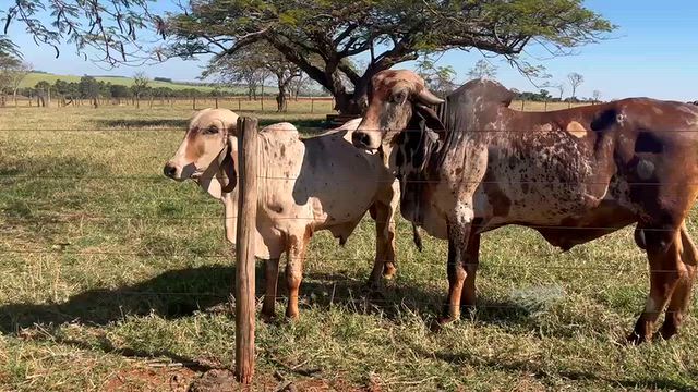 Imagem Venda de Matrizes, Novilhas e Reprodutores Gir Leiteiro