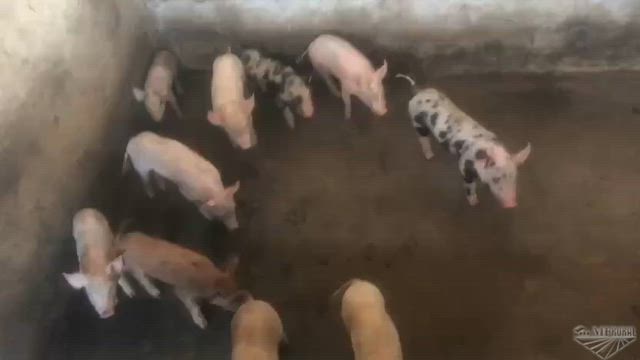 Imagem VENDA DE SUÍNOS