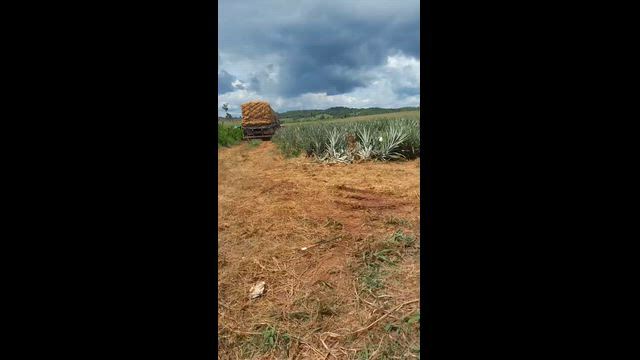Imagem Abacaxi Pérola do Pará – Venda por Peça