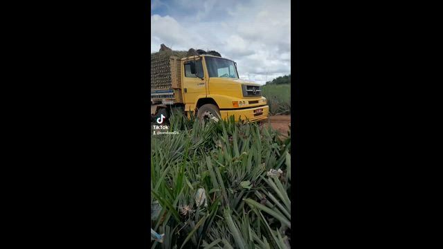 Imagem Abacaxi Pérola do Pará – Venda por Tonelada