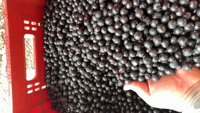 Imagem Açaí barra 1 kg