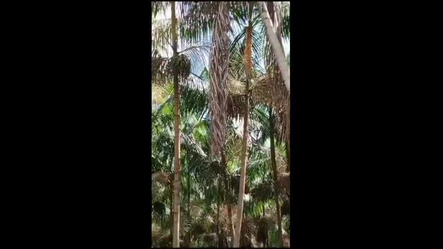 Imagem Açaí barra 1 kg