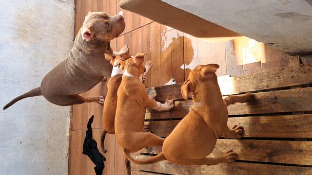Imagem Filhotes de American Bully