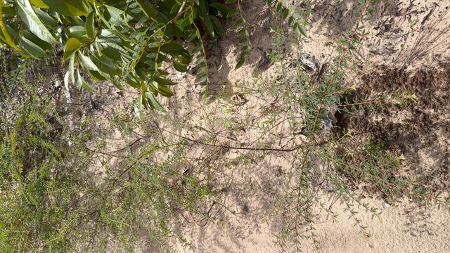 Imagem Área Rural à Venda em Mato Grosso | Ideal para Compensação Ambiental e Investimento
