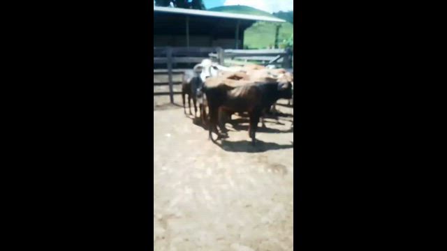 Imagem Bezerros mestiços