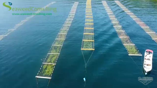 Imagem Biofertilizante Algas Marinhas