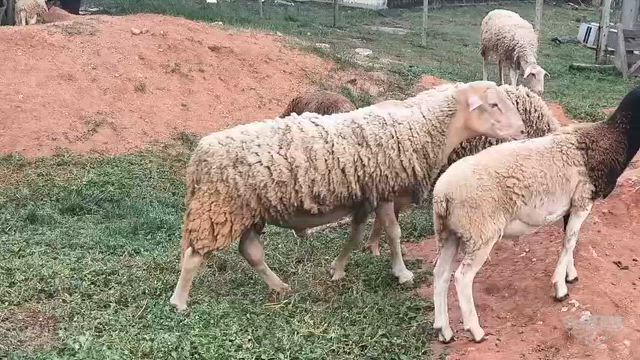 Imagem Carrneiros DORPER - Reprodutores e para abate