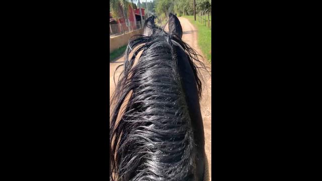 Imagem Cavalo campolina