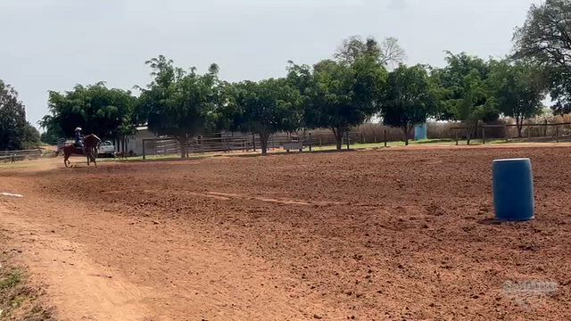 Imagem Égua Maravilhosa de Raça Vencedora