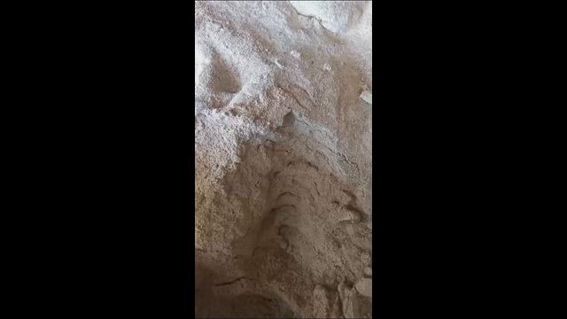 Imagem Farinha de Visceras