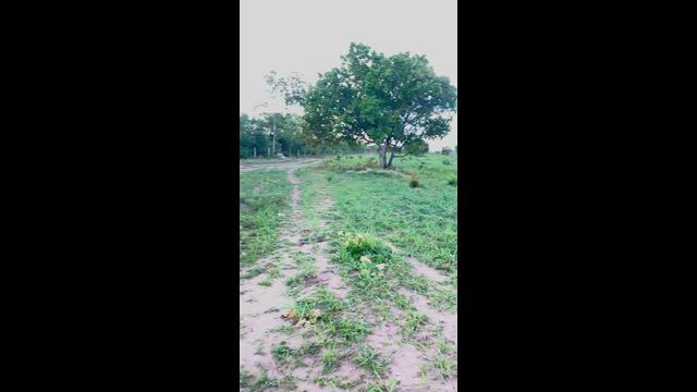 Imagem Fazenda com 470 hectares no sul do Piauí, segue o anúncio