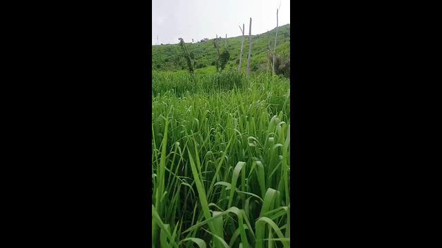 Imagem Fazenda de oportunidade , espetacular tbm