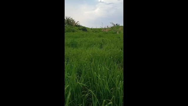 Imagem Fazenda de oportunidade , espetacular tbm