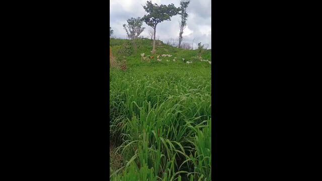 Imagem Fazenda de oportunidade , espetacular tbm